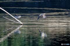 水飲み場の争い