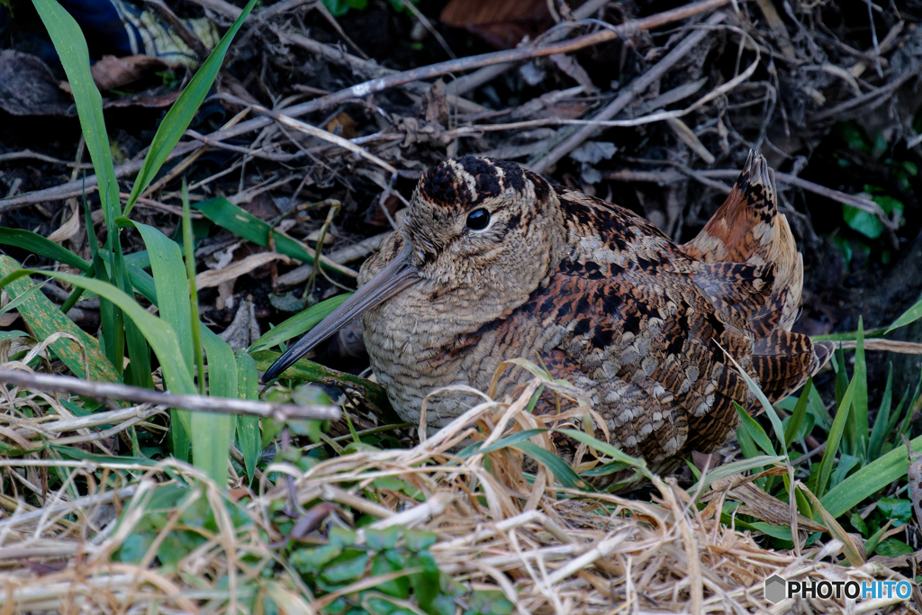 安住の地は都会