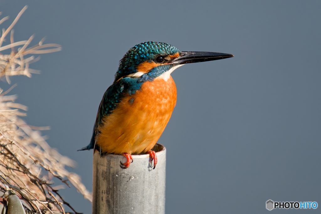 カワセミも近いよ！