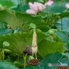 ビッグバード？ヨシゴイ