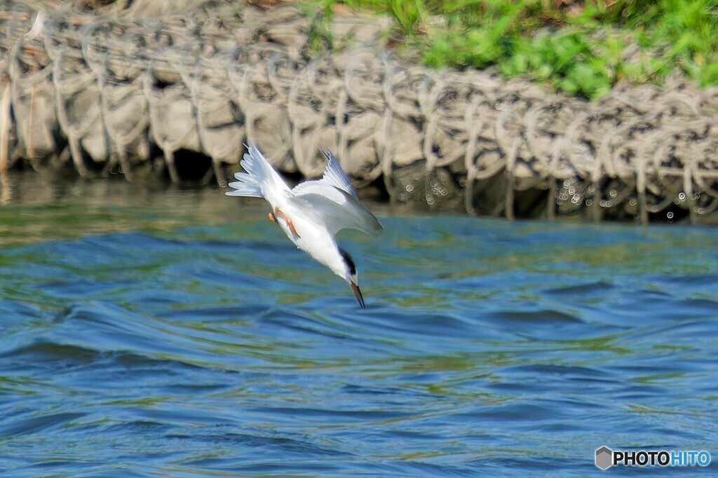 アジサシ飛び込み　その3