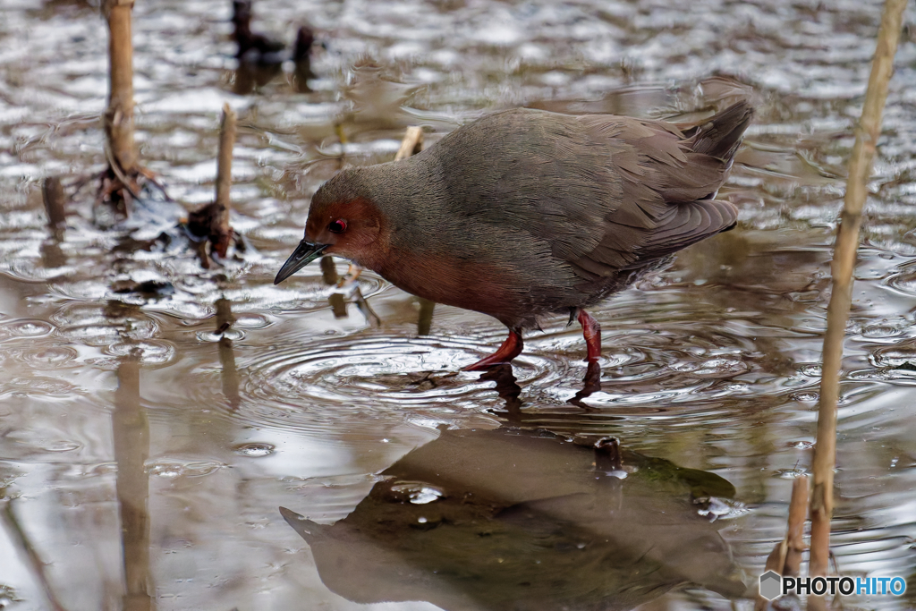 夕暮れの採餌風景