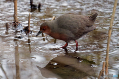 夕暮れの採餌風景