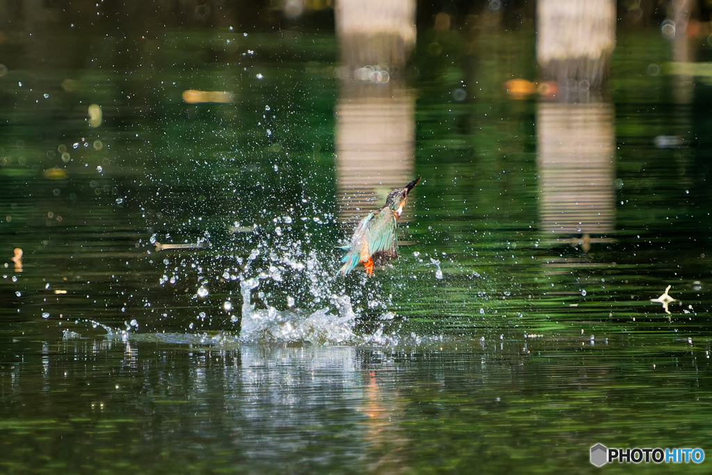 カワセミ飛び込み