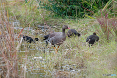 一羽で寂しくないのかな？