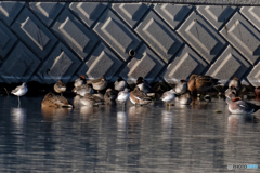 ウォーリーを探せ！