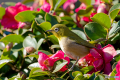 メジロとサザンカ