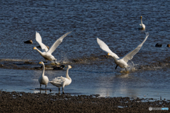 俺達にも餌くれ〜！