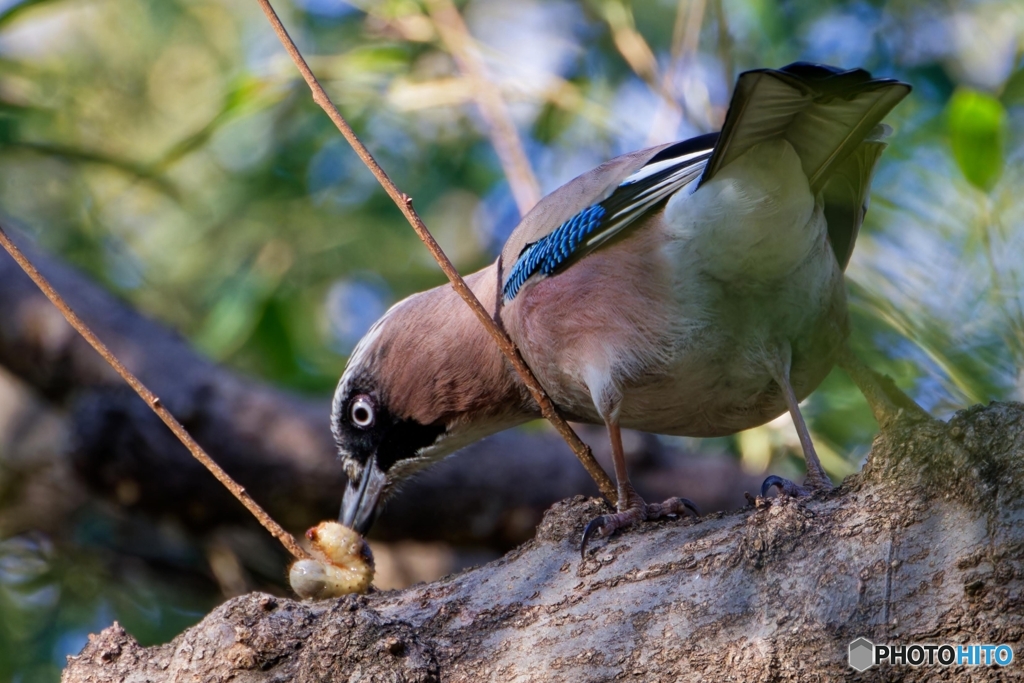 ご馳走ゲットだぜ