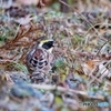 キャンプ場脇の小川にて