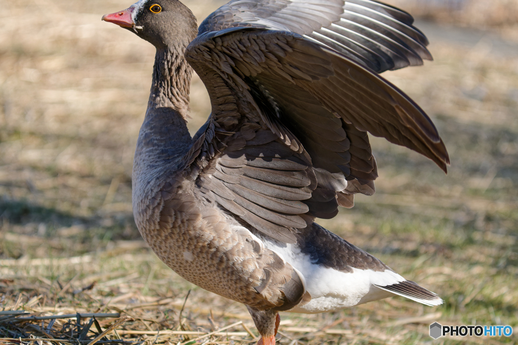 こんなに大きくなりました〜！
