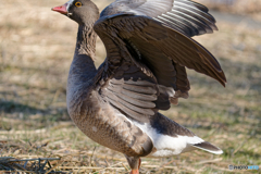 こんなに大きくなりました〜！