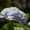 紫陽花　その１