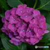 紫陽花　その２