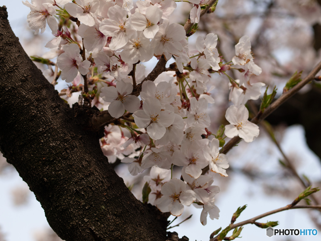 桜（その２）