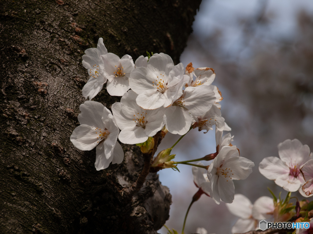 桜（その３）