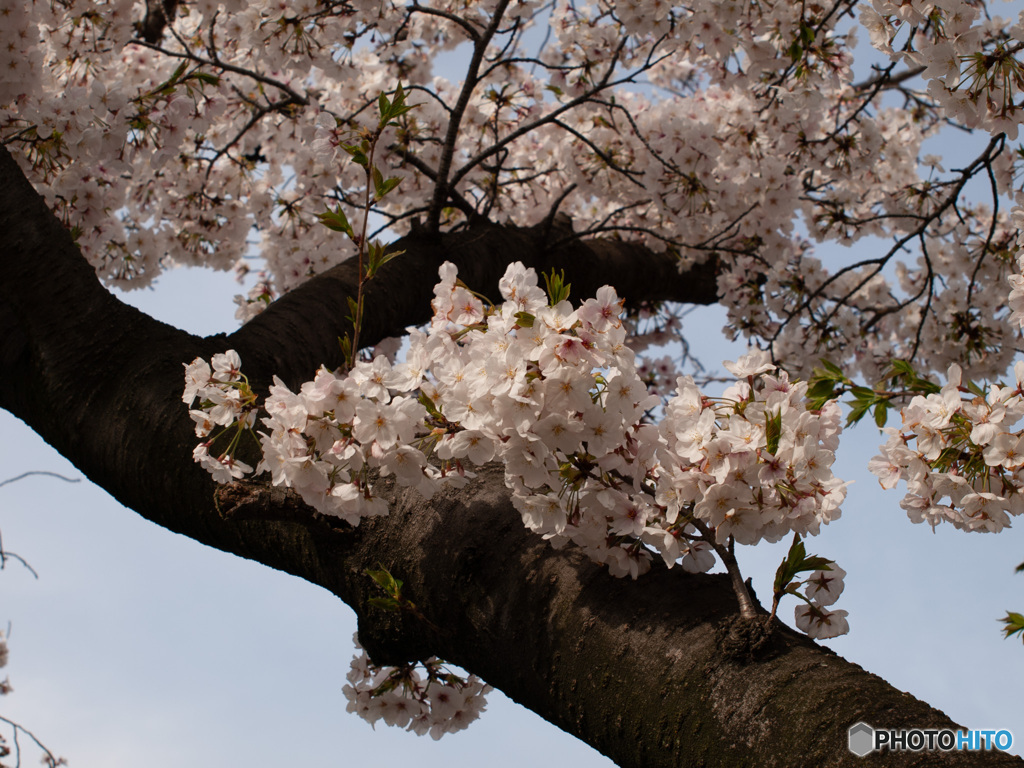 桜（その１）