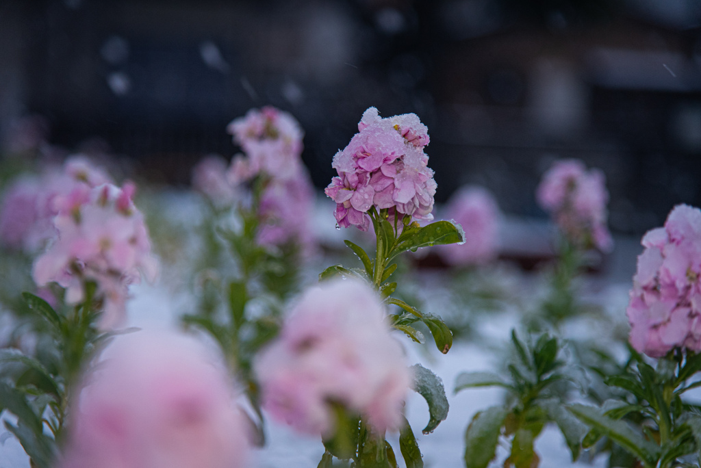 初雪