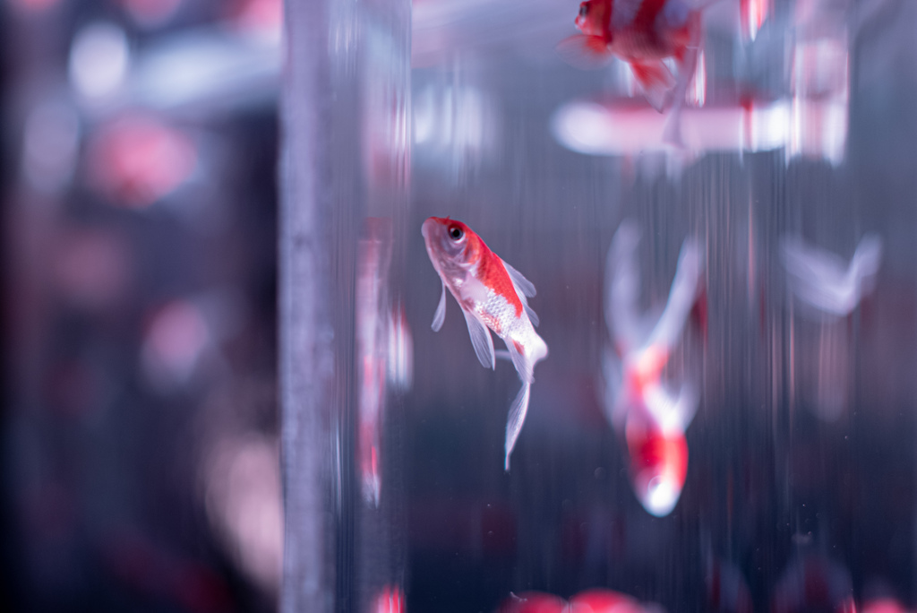 登り金魚