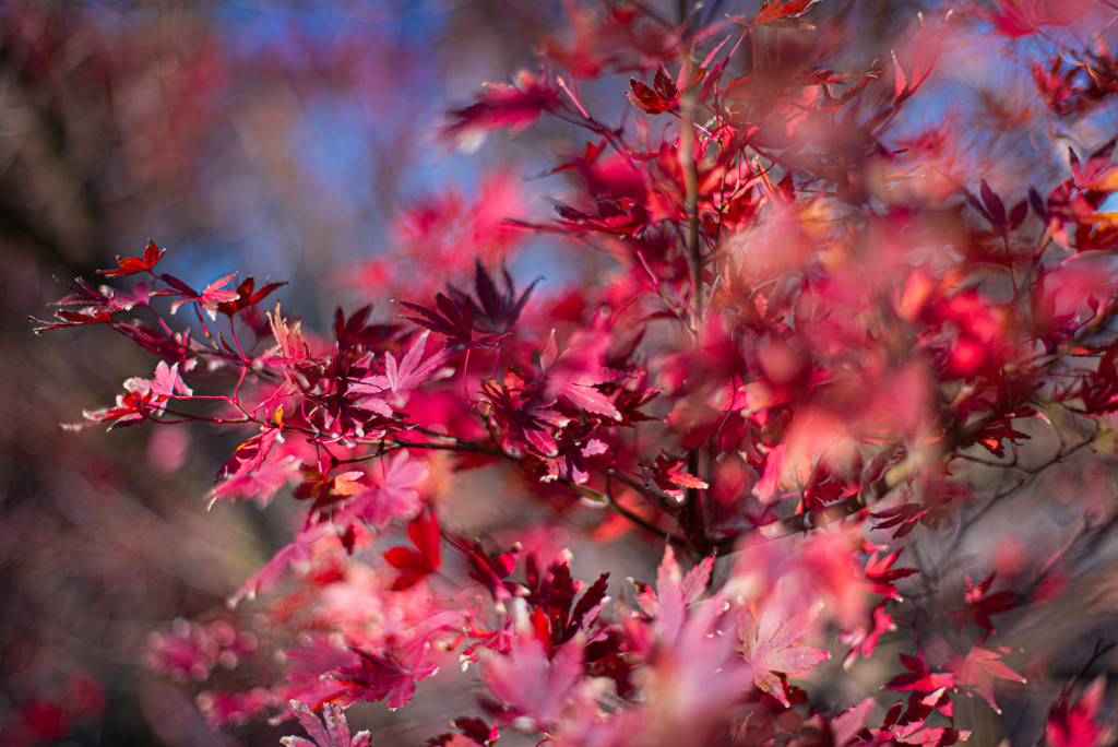 残りわずかでした