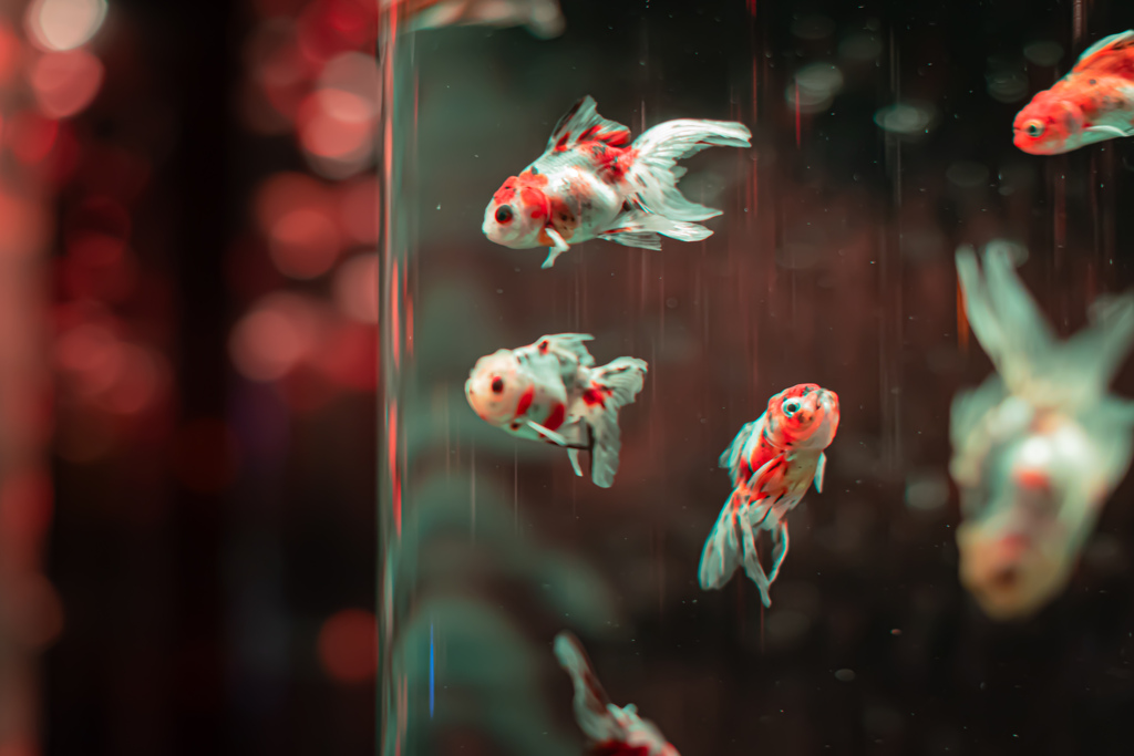 金魚