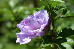 四季折々の花 (78)