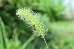 四季折々の花 (67)