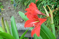 四季折々の花 (11)