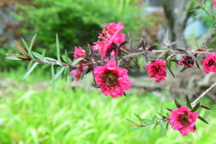 四季折々の花 (24)