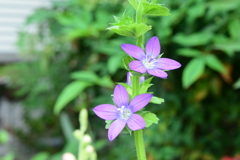 四季折々の花 (25)