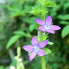 四季折々の花 (25)