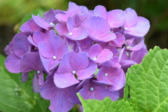 四季折々の花 (52)