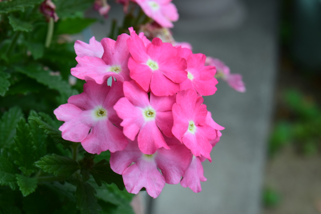 四季折々の花 (1)