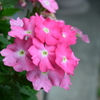 四季折々の花 (1)