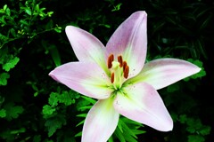 四季折々の花 (37)