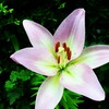四季折々の花 (37)