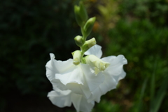 s四季折々の花 (64)