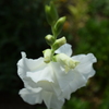 s四季折々の花 (64)