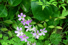 四季折々の花 [20] 