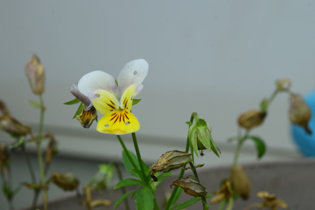 四季折々の花 (17)