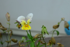 四季折々の花 (17)