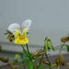 四季折々の花 (17)