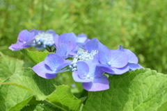 四季折々の花  (53)