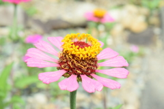 四季折々の花 (66)
