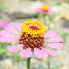 四季折々の花 (66)