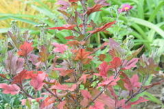 四季折々の花 (88)