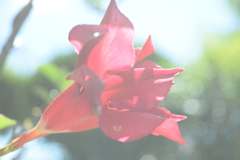 四季折々の花 (70)