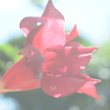 四季折々の花 (70)