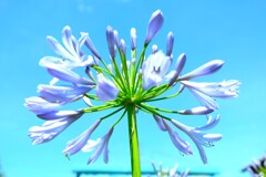 四季折々の花 (60)