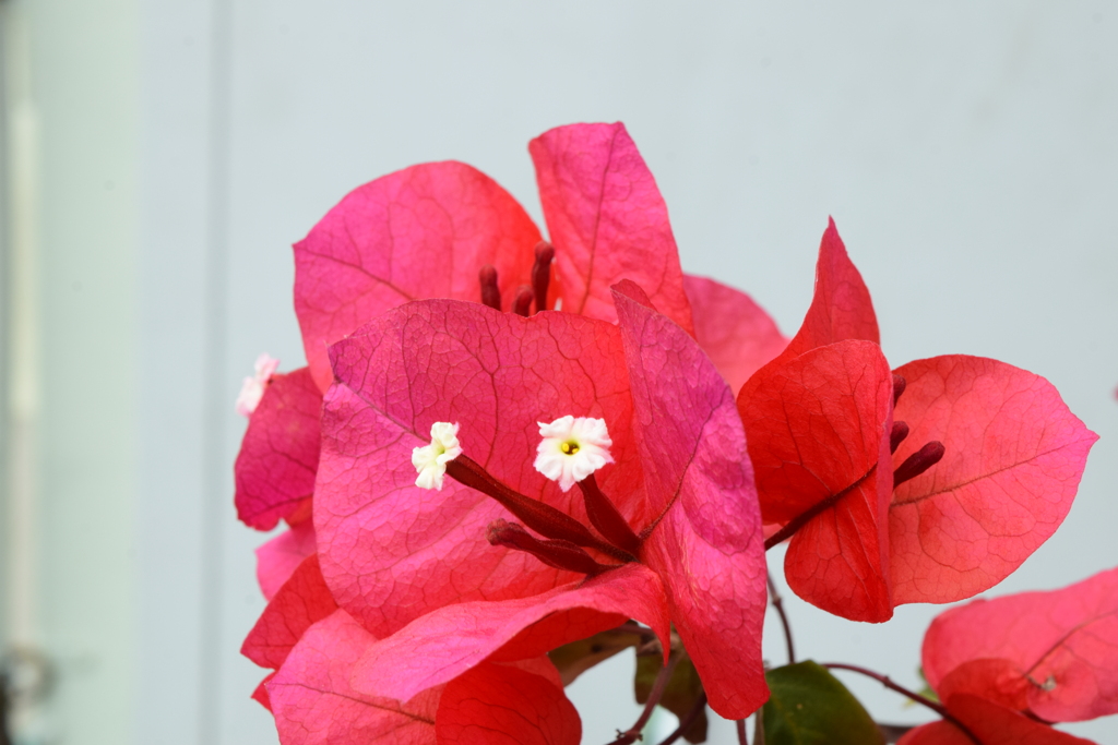 四季折々の花 (30)